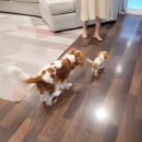 마리켄넬 이미지