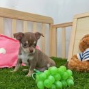 오아이펫 이미지