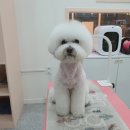 투숑펫살롱 이미지