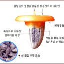 클린수 이미지