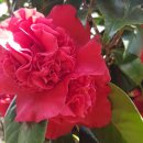 목사골한국약국 이미지