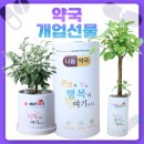 정화약국 | 약국 개업 센스있는 축하화분 지인 가족 친구 약사님 선물