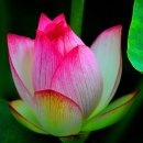 봉오리농장 이미지