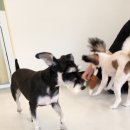 남현댕 애견미용 이미지