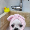 개뽐네 이미지