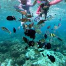 럭키슈퍼렛(등3) | 보홀 호핑투어 추천 무조건 럭키호핑 선택하세요 돌고래 거북이 바베큐파티 완벽했던 후기