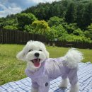 스테이펫_호텔 | 강아지 독채 풀빌라 풀스테이 스테이펫 내돈내산 홍천 애견펜션