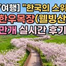 한국목장 | [충남/여행] "한국의 스위스" 서산 한우목장(웰빙산책로) 벚꽃 만개 실시간 후기
