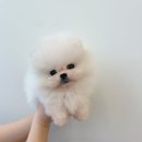 온퍼피 프리미엄 전주강아지분양 본점 | 사랑스러운 말티푸!! 예쁜 아이가 많은 곳 온퍼피 프리미엄 전주강아지분양 본점