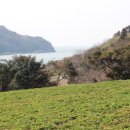 금오도 방풍마을영농조합법인 이미지