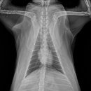 보담동물의료센터 이미지