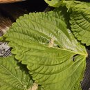 UR(경주시)-[포석로]-상-3 | 경주 황리단길 맛집 황남두꺼비식당 황남본점ㅣ웨이팅 필수 첨성대 7종세트 맛집 솔직후기