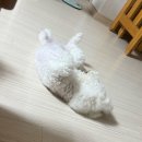 하이플레임 스테이 이미지