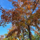 석현로 16번길2-2 | 아이동반 단풍캠핑 용인 단풍숲캠핑장 사자 16번 후기