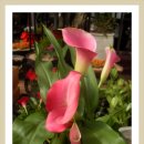 허브농원 이미지