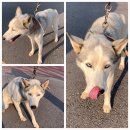 선산대로-18 이미지