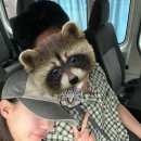 착한 코끼리네 | [치앙마이 한달 살기] 코끼리 투어 간 후기💬/귀찮아도 여기는 다녀오세요! 태국에서 가야할 필수코스🐘✨