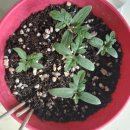 아몬드게임즈 | 우마무스메 2부 후편 약스포 있음 주의