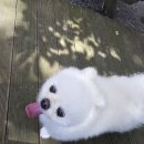 우리집 댕댕이