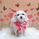 나나애견미용 이미지