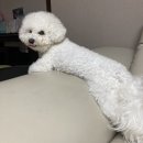 빛날개 이미지