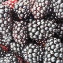 장생농장 이미지