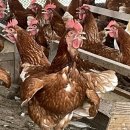 유재호농장 이미지