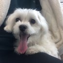 하트동물의료센터 이미지