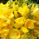 건강의향기 이미지