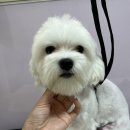 올치유치원 이미지