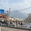 영산 만년교 | 부산 근교 가볼만한 곳 창녕 영산 만년교 &amp; 연지못 봄 여행 (주차 정보 포함)