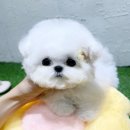 퍼피빌리지 이미지