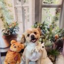 해맑은 애견미용 이미지