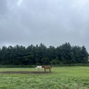 새물목장 이미지