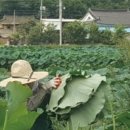 연근상회 네이버블로그