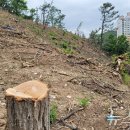 백로서식지 이미지