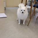 까까펫살롱 이미지