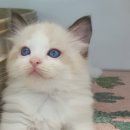 도로시캐터리 이미지