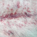 에이스동물병원 이미지