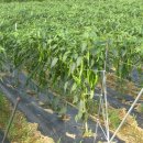 농약방김씨 이미지