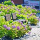파주수국길