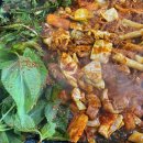 옥돌포레스트 이미지