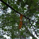 거창엘피지충전소 | 龍仁旅行(200): 번암 채제공 묘 · 돌봉산 · 햇골