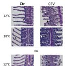 CEV내병성이 다른 잉어 2계열의 12℃와 18℃에서의 아가미 조직변화 이미지