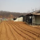 소 달구지 이미지