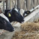 갑부목장 이미지