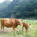 대사로(길안면) 이미지