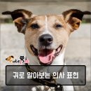 까다롭개 이미지