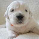 장수동물의료원 이미지