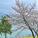 왕지마을회관 | 남해바다가 보이는 왕지벚꽃길 평일 방문 후기(가는법, 주차, 사진 팁)